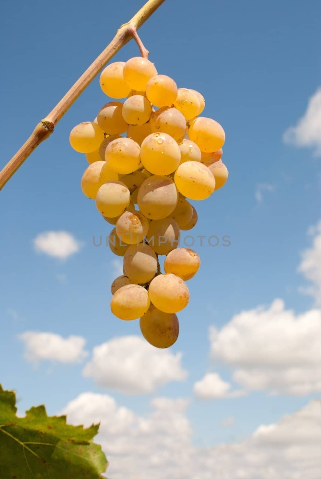 Ripe bunch of grapes against blue sky