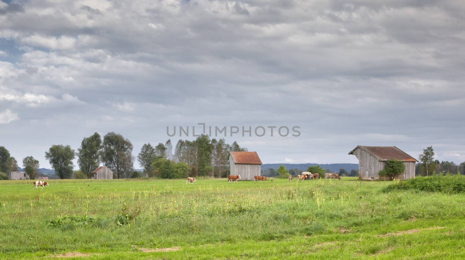 An image of a bavarian landscape with cows