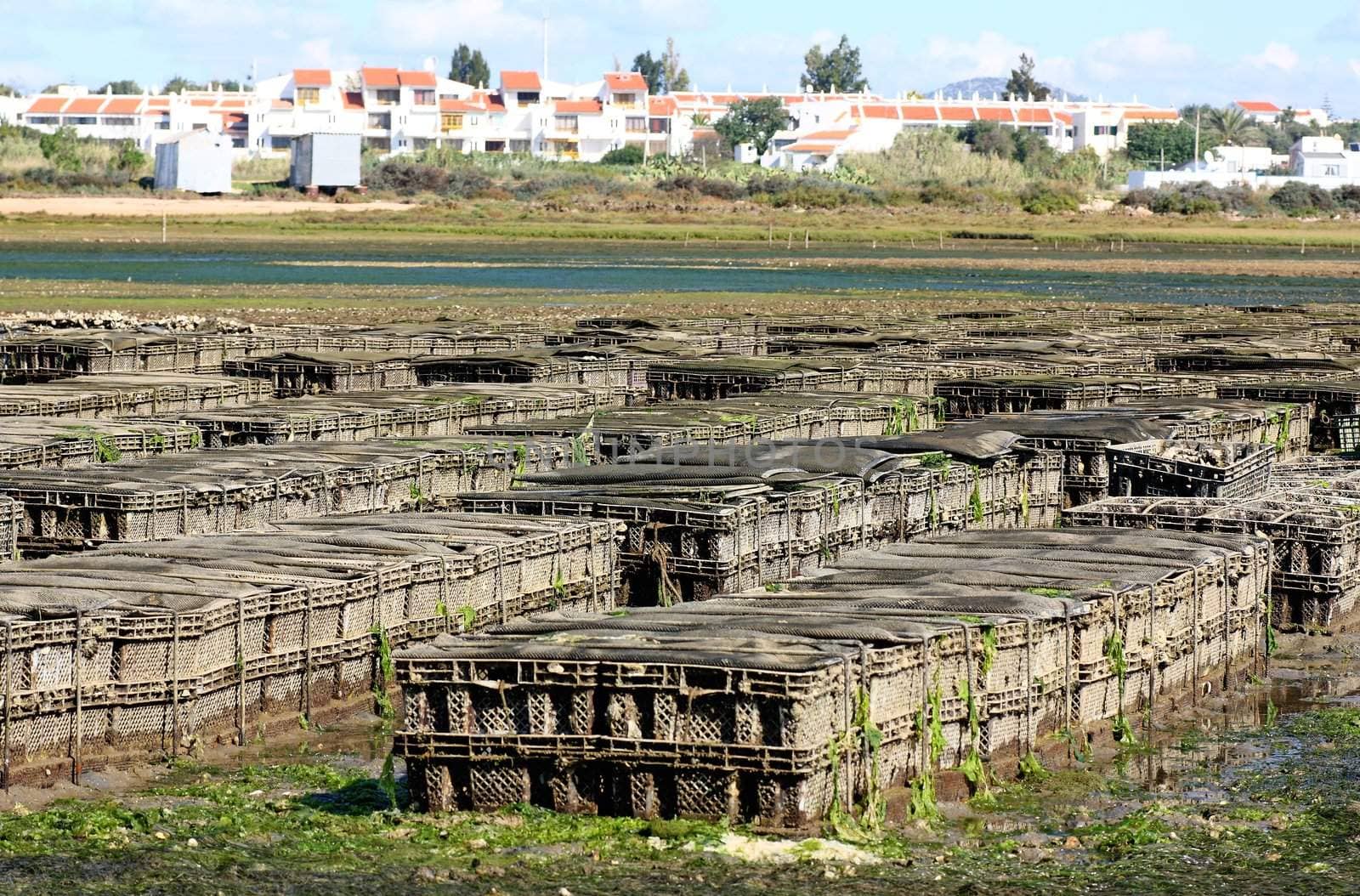 Oyster exploration site at the shoreline of a beach, featuring several cases used to grow the oyster.