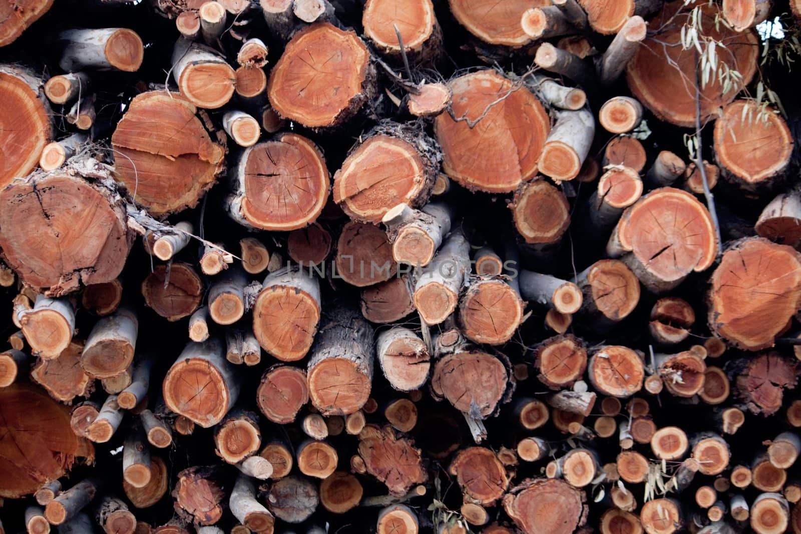 View of a pile of wooden logs, result of the timber industry.