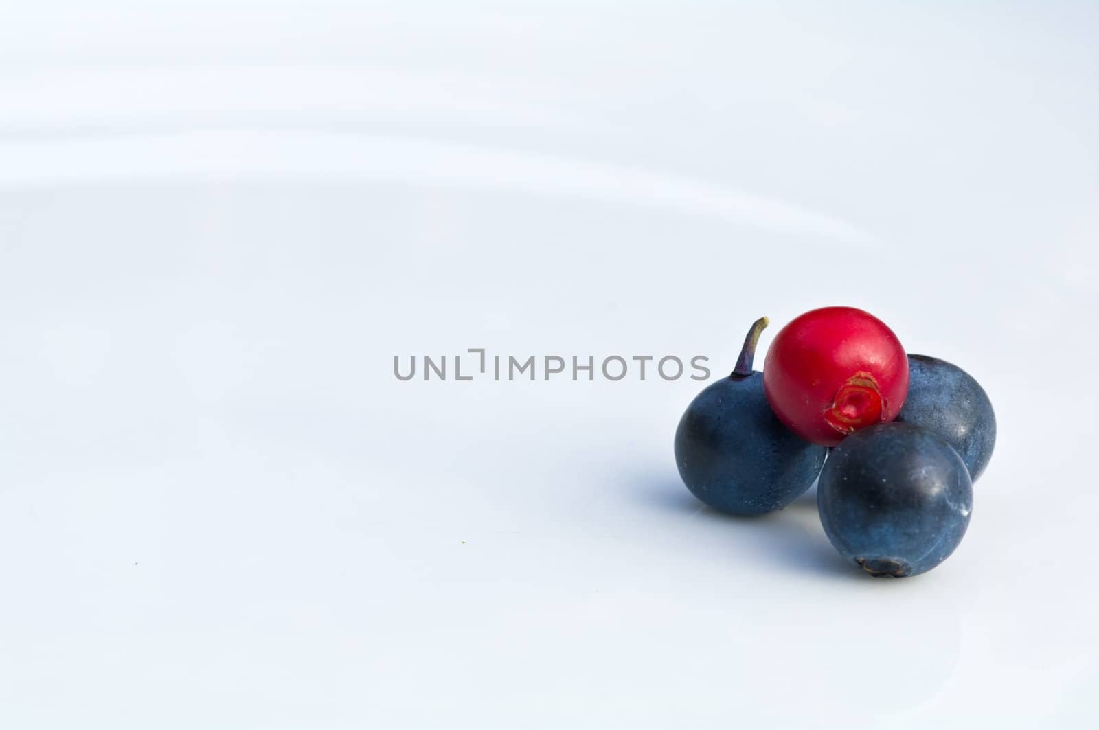 Cranberry and blue berries on a white plate by baggiovara