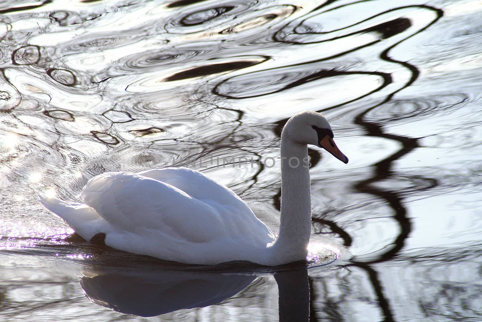 Swan swiming in Maridalsvannet.