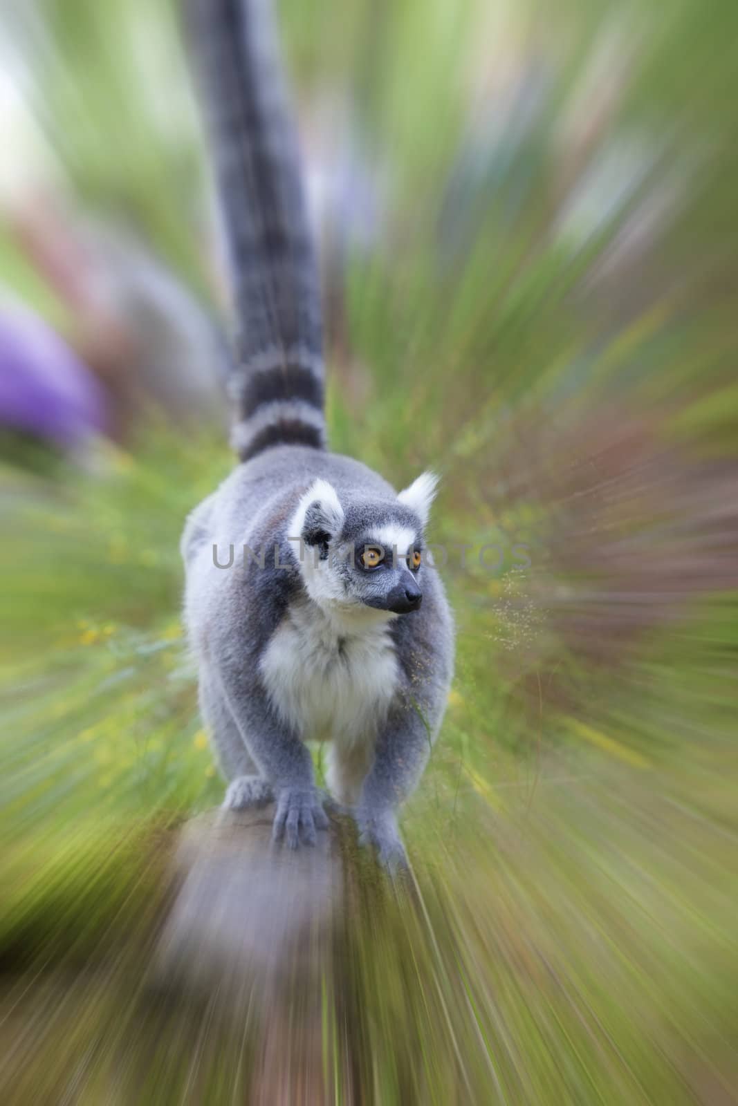 A ring-tailed lemur in a hurry
