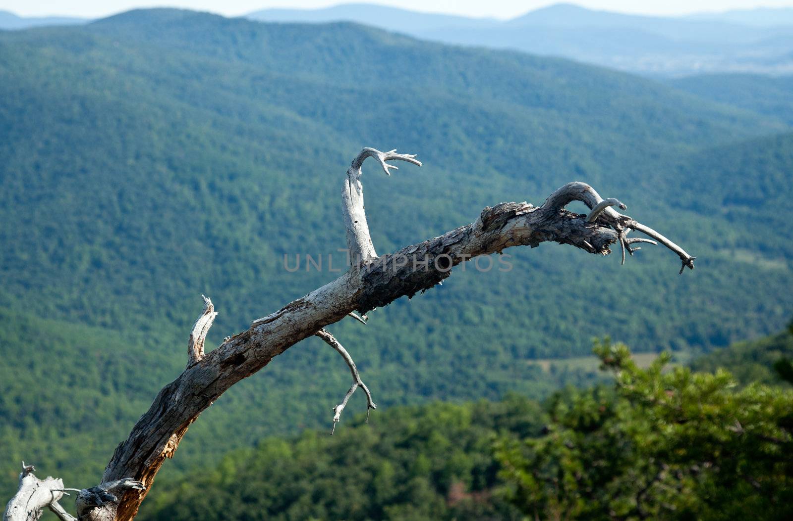 old branch frames a valley in the Shenandoah on a climb of Old Rag