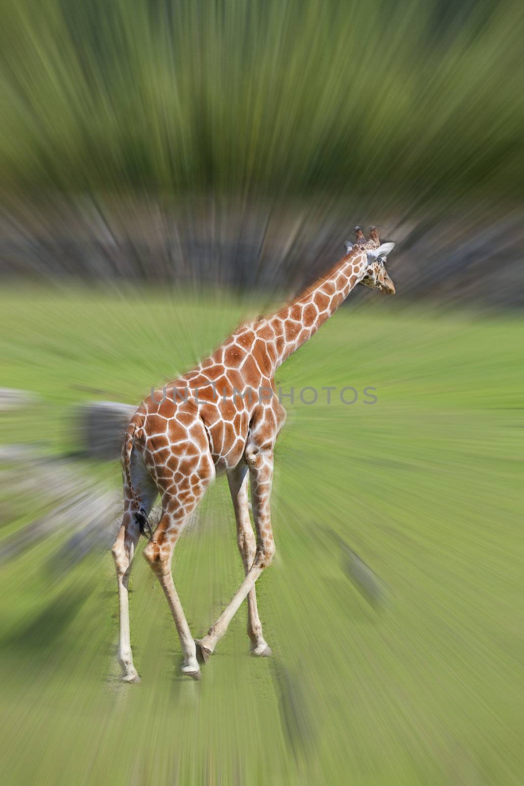 A running giraffe