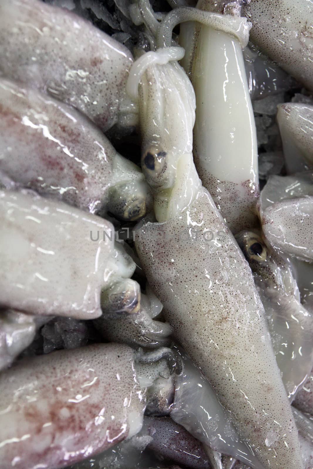 View of a pile of fresh squids at sale on the market.