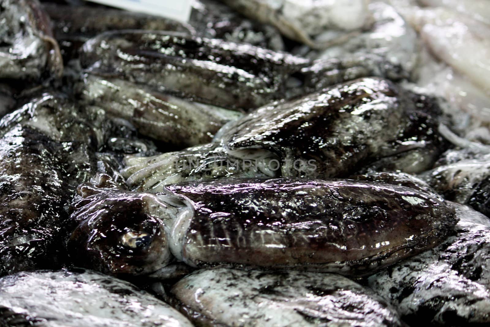 View of several squids with black paint for sale on the market.