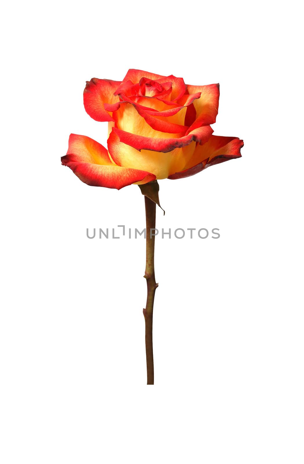 Nice motley rose isolated on white background with clipping path