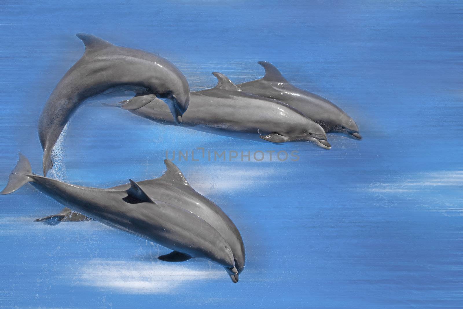 Five dolphins soaring across the water