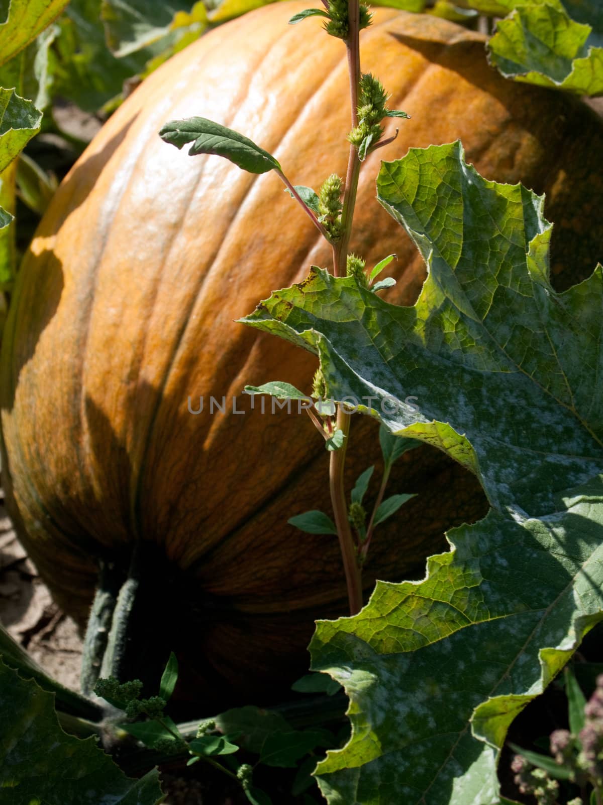 Pumpkin growing in a field