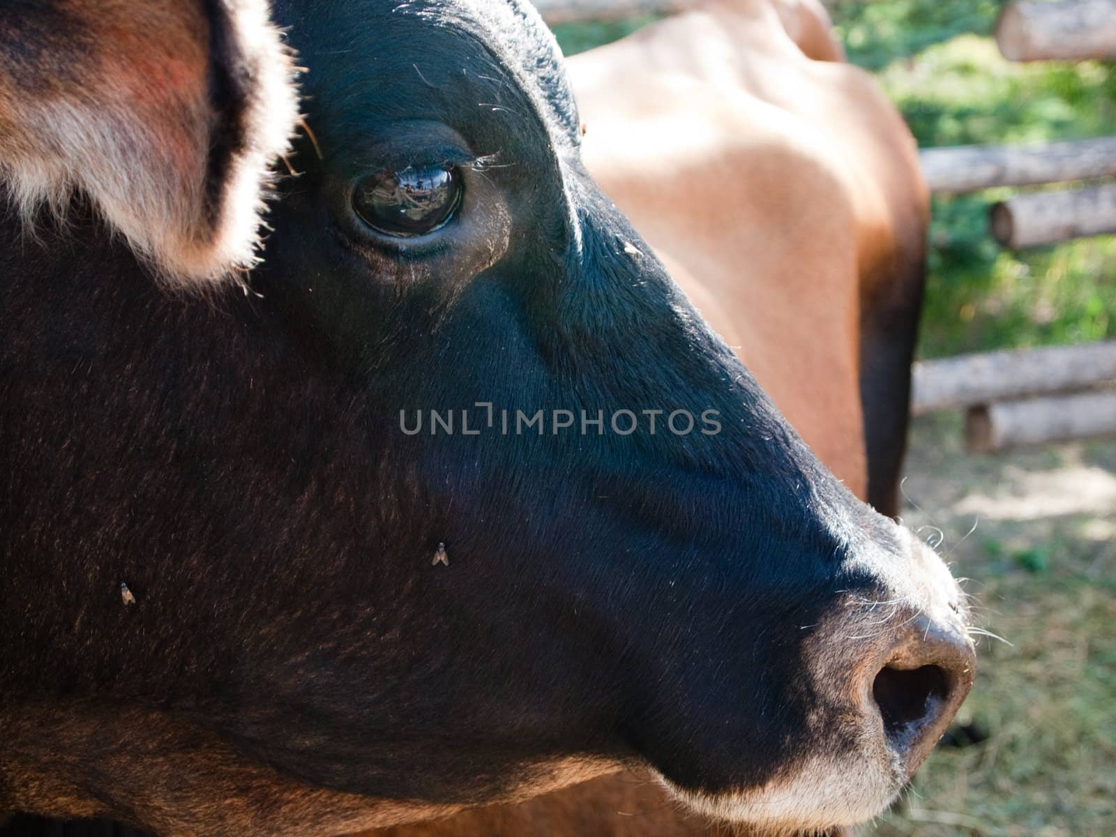 Close up of the face of a cow