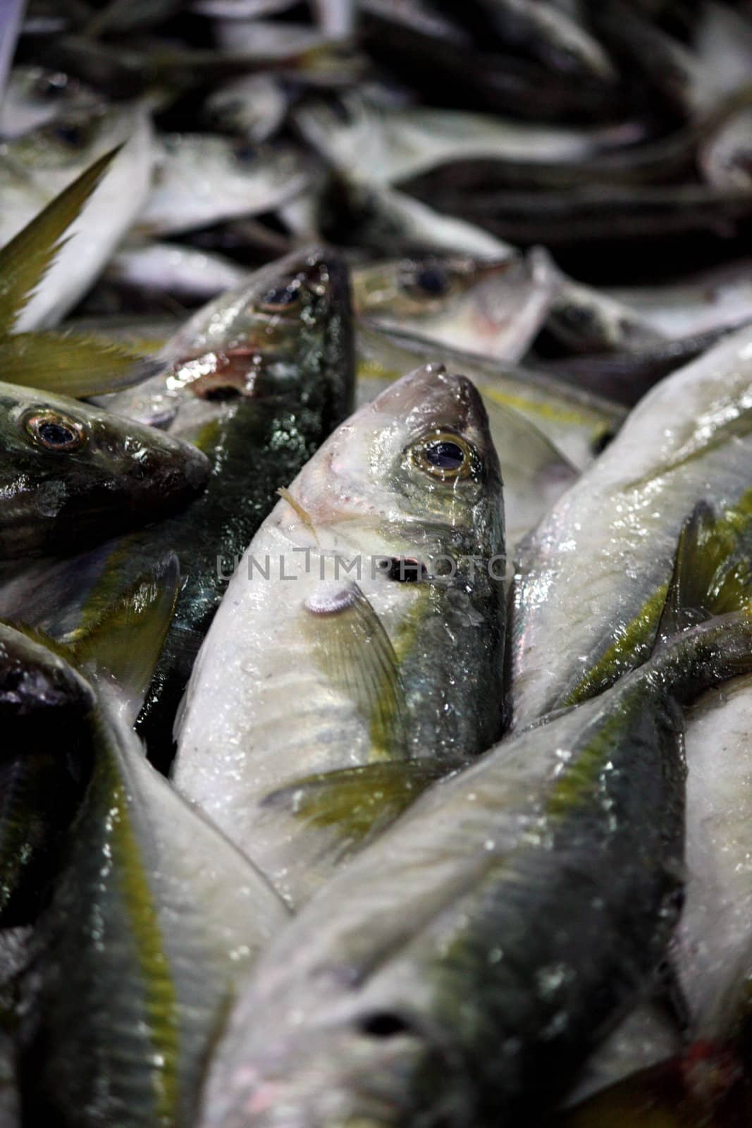 View of a pile of fresh mackerel fishes at sale on the market.