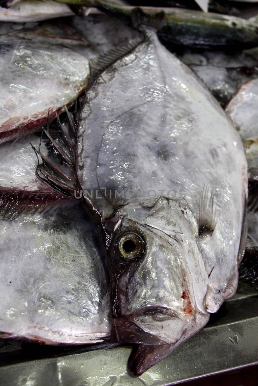 View of several bream family fishes at the market.