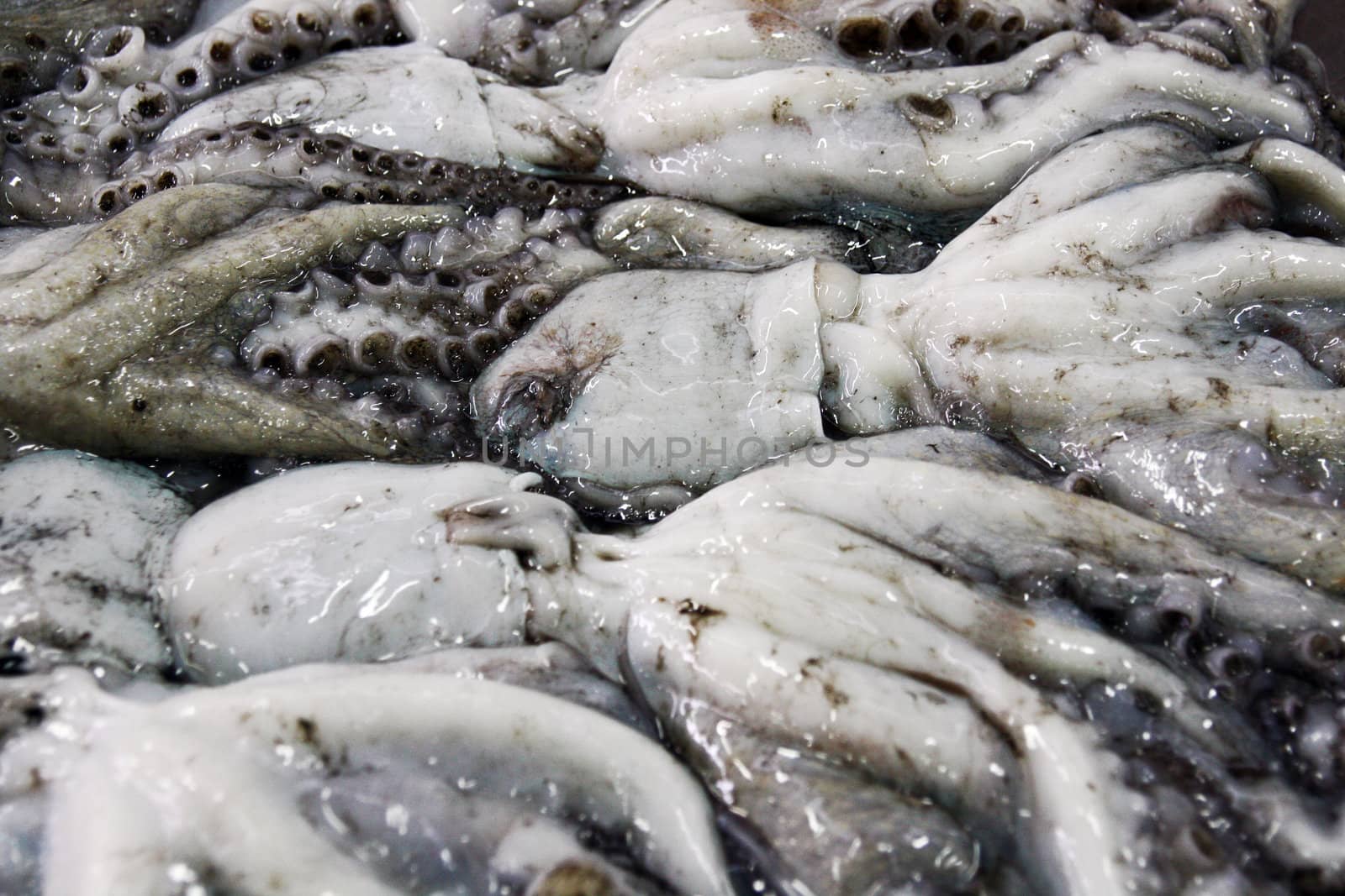 View of a pile of fresh catch of octopus at the market.