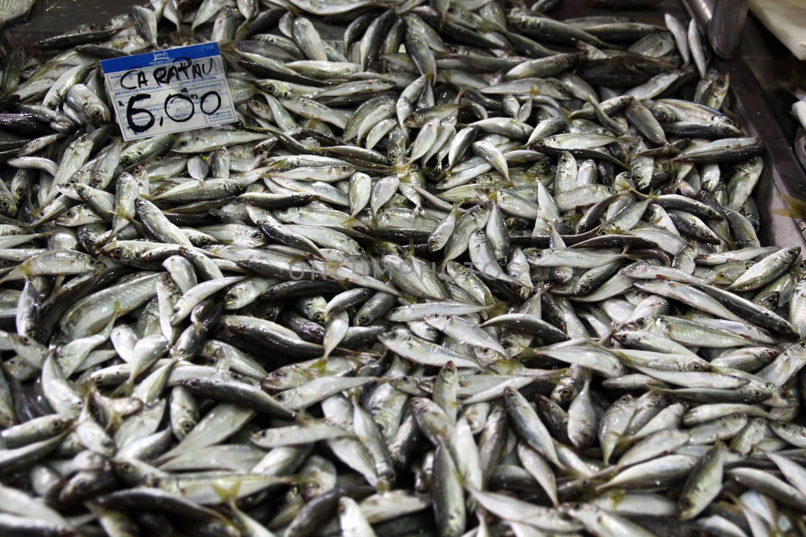 View of a pile of fresh mackerel fishes at sale on the market.