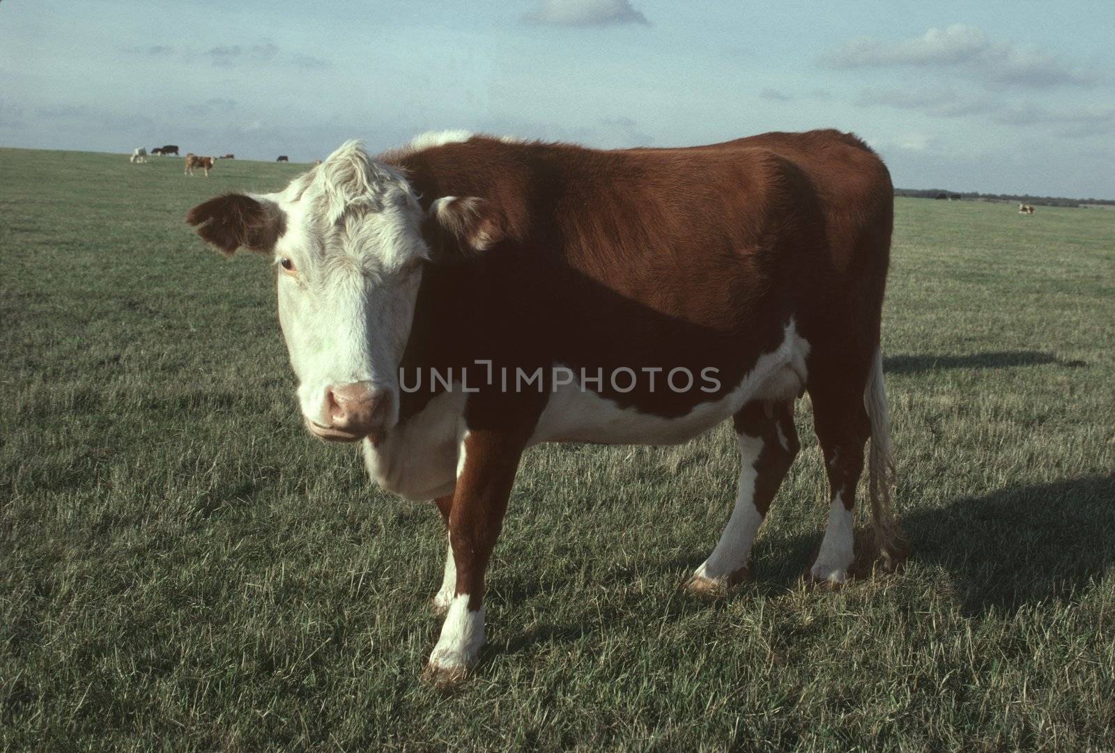 A Hereford beef cow in a pasture in Southwest England