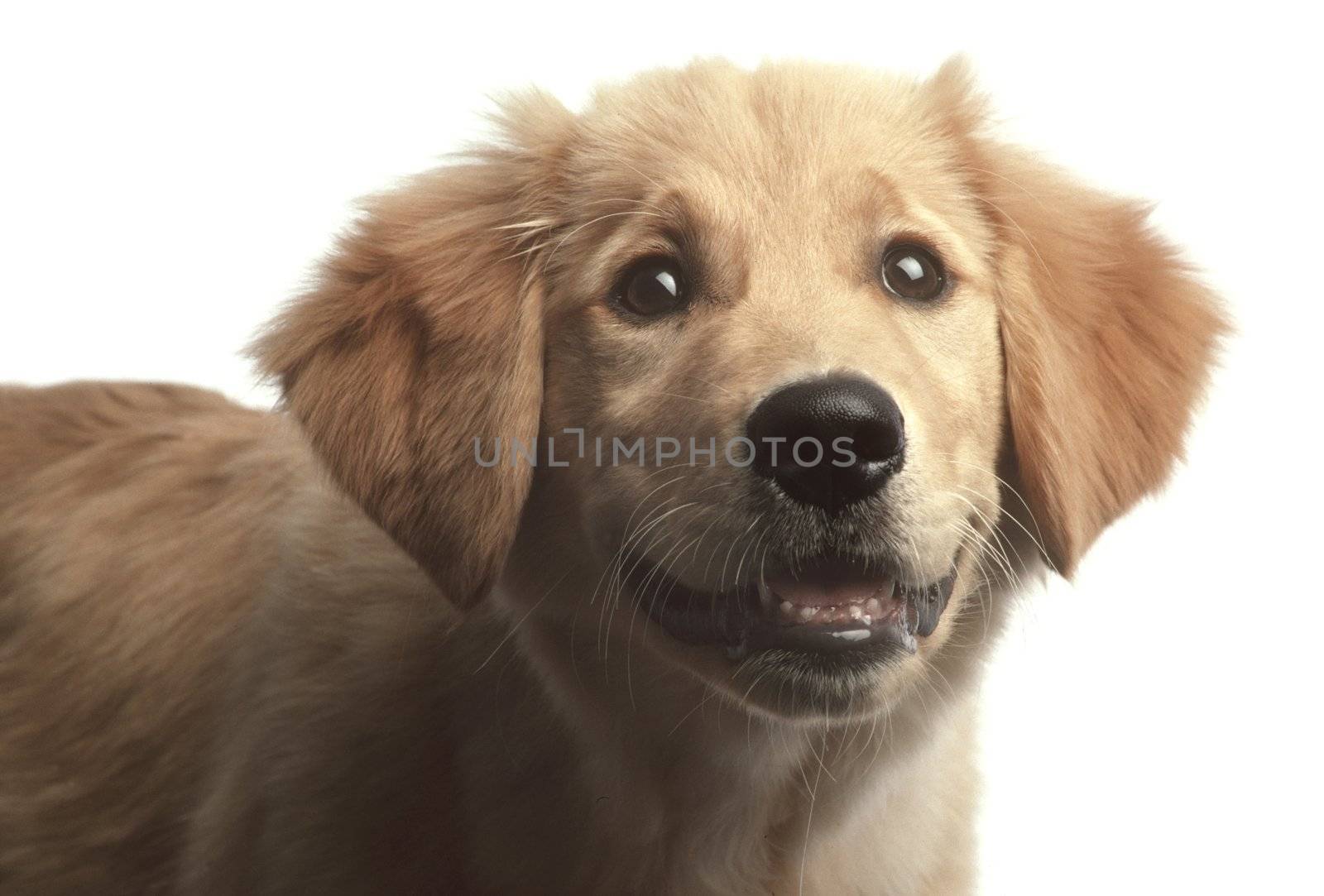 Golden retriever puppy against white background