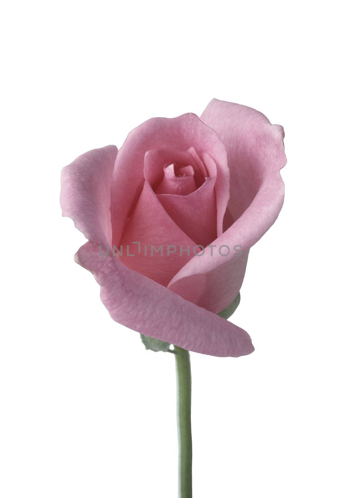 Single pink rose against white background