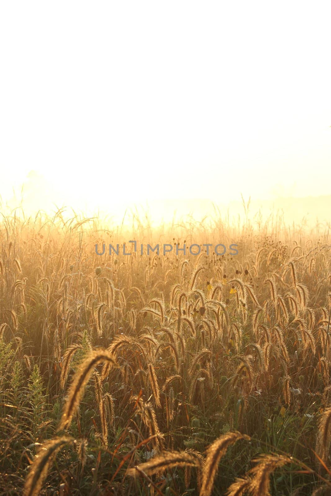 A field of dew covered grass fading into an evening colored background.