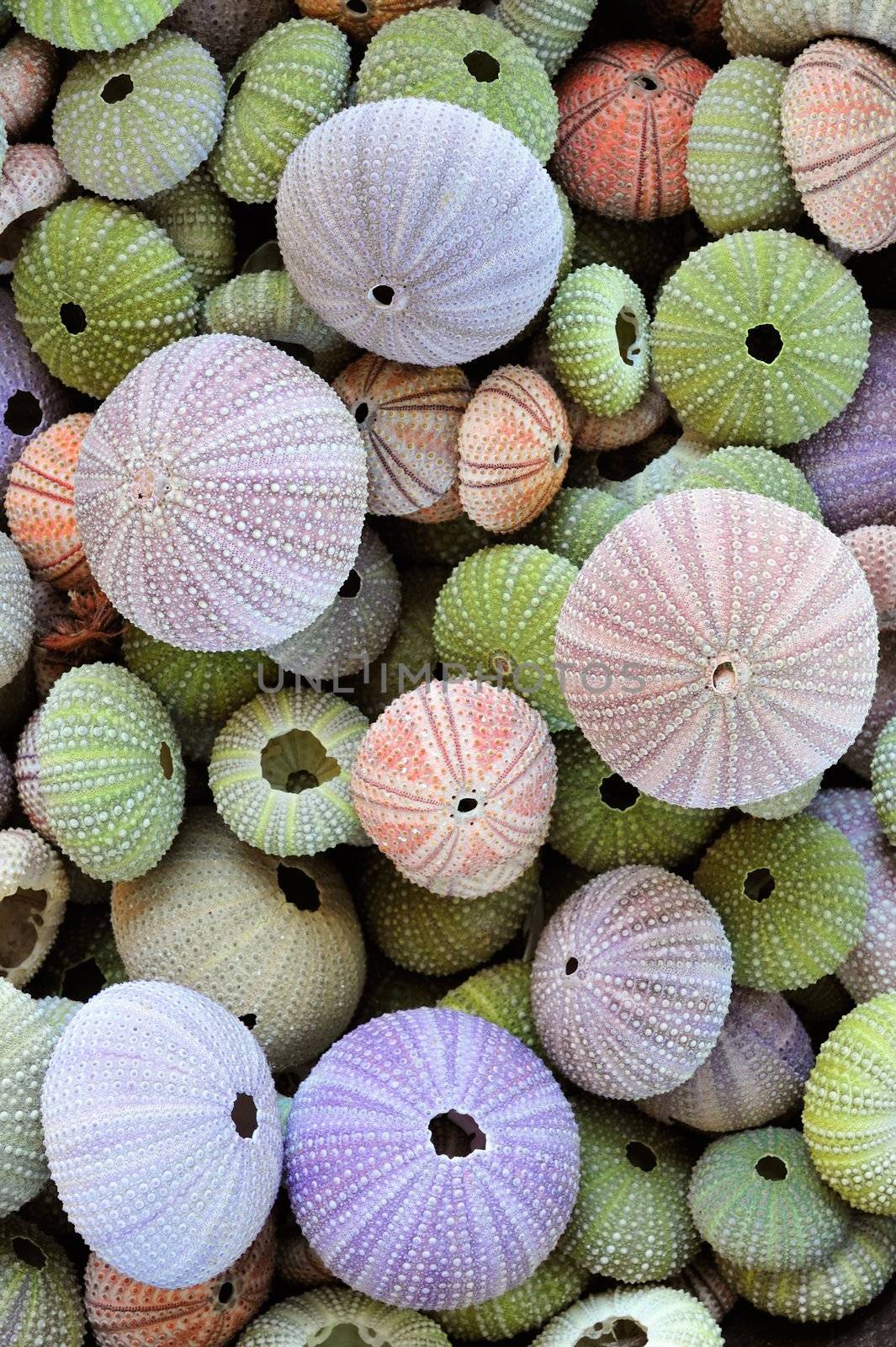 Colorful collection of sea urchin shells with a variety of sizes