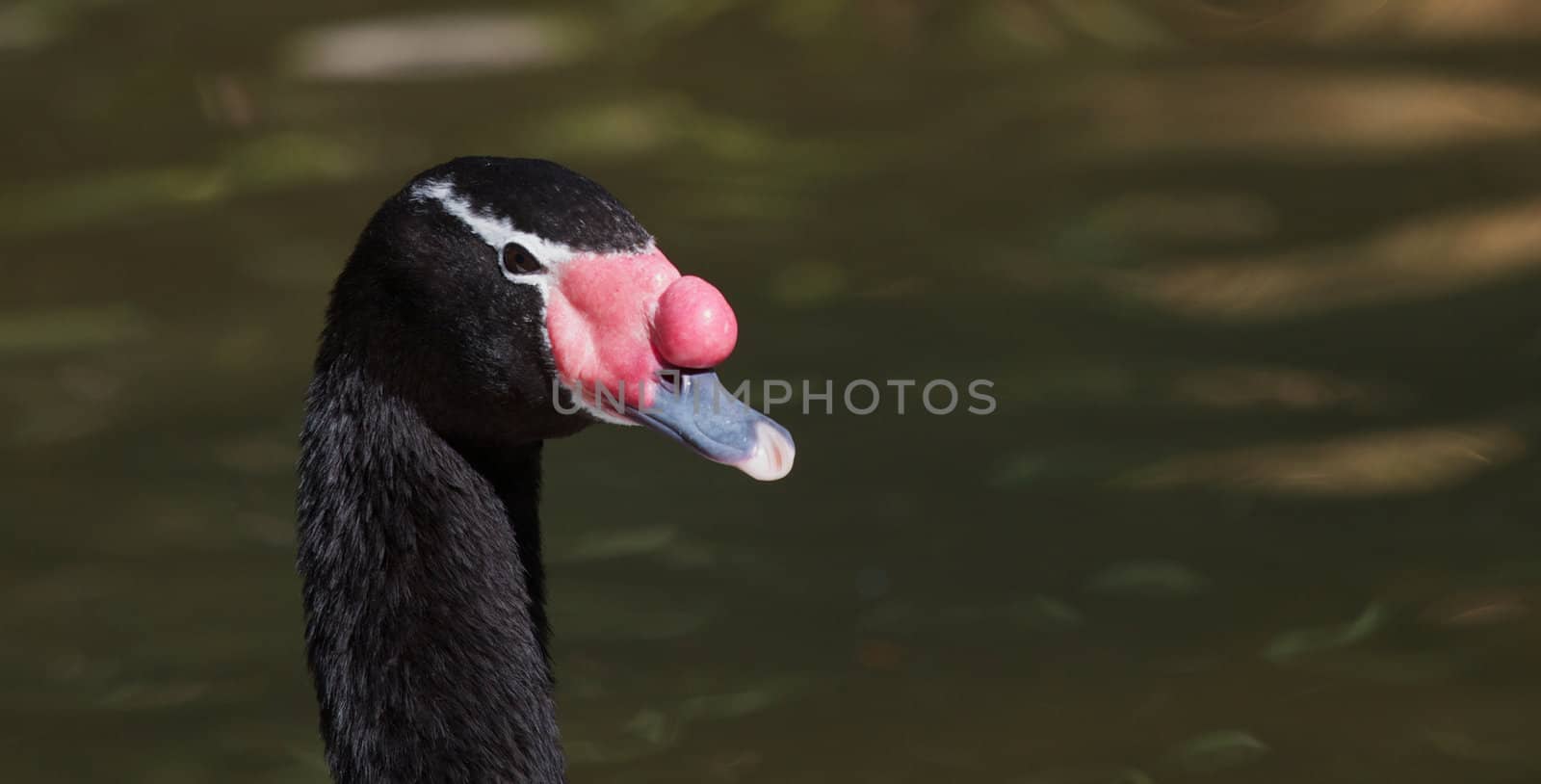 Close up of the head and neck of a black neck swan with a green pond background

