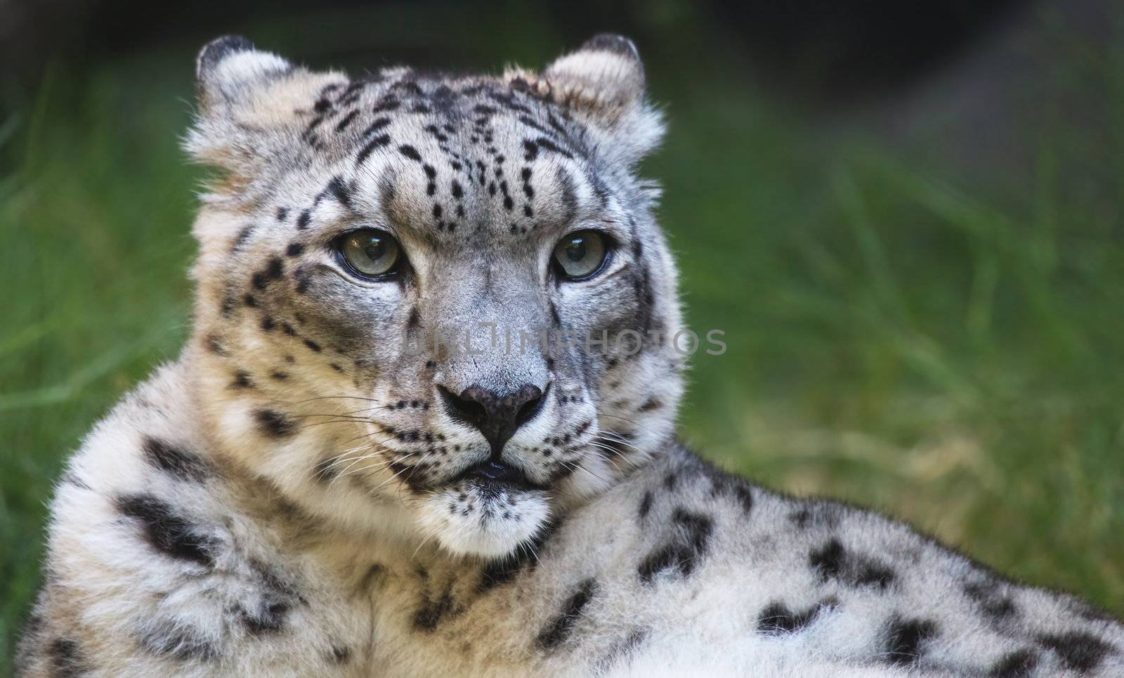 Young snow leopard looking to the right with a soft focus green grass background