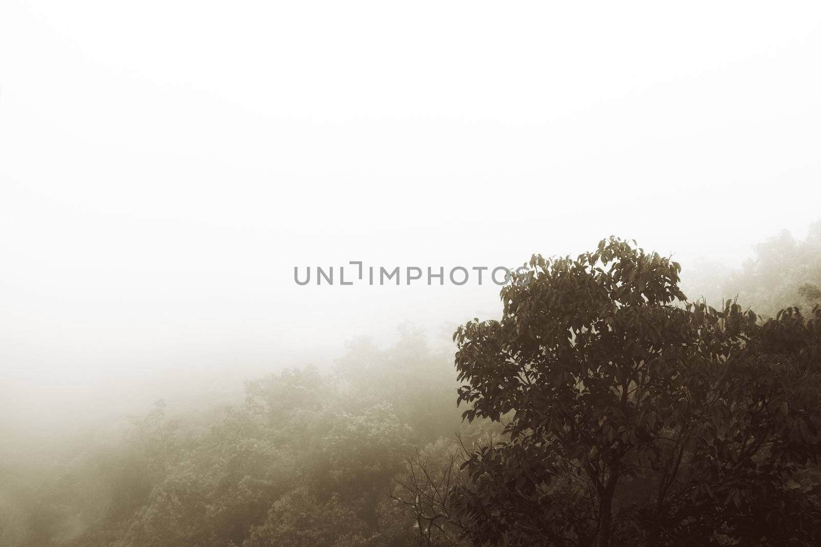 Foreground of forest trees in mist with copy space