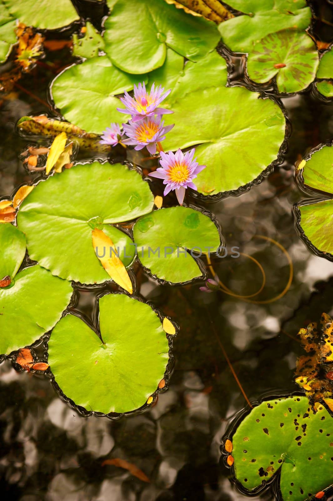 Lilly Pads and Flower in Pond by pixelsnap