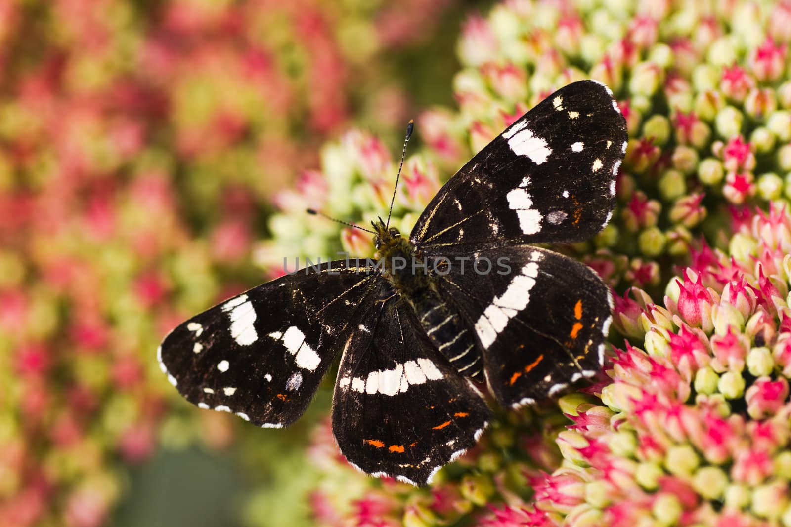 Dark colored summer generation of Map butterfly or Araschnia levana on Sedum flowers in autumn