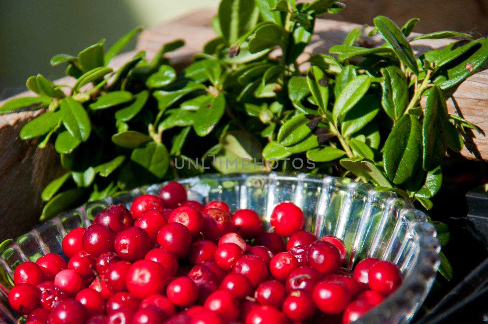 Cowberries in a glassbowl