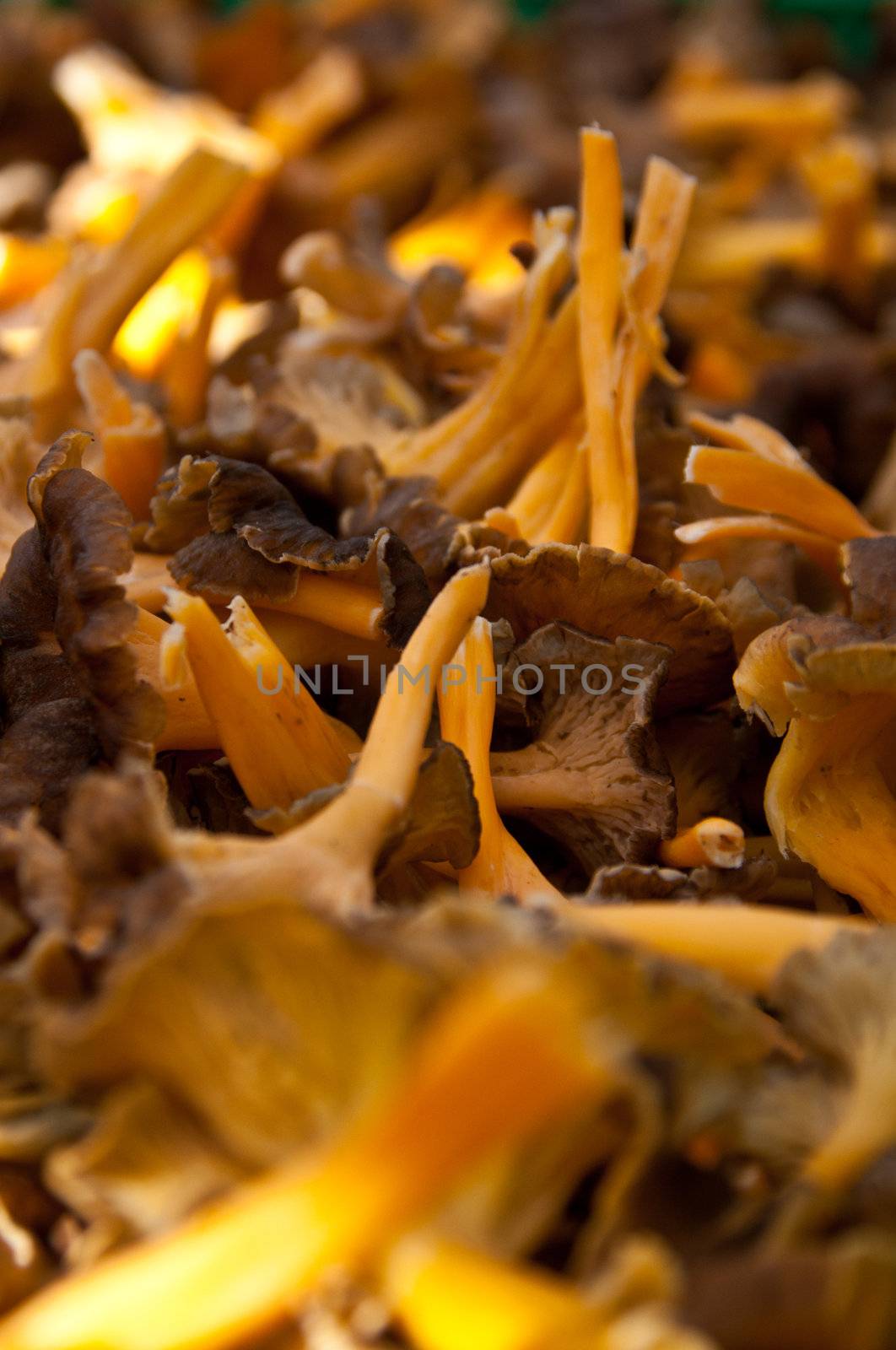 Ripe yellow funnel chanterelles