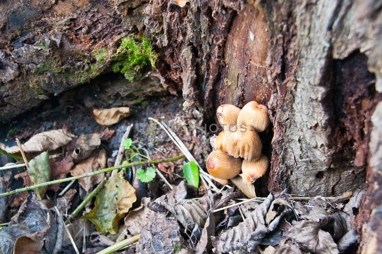 Mushrooms growing on a tree.