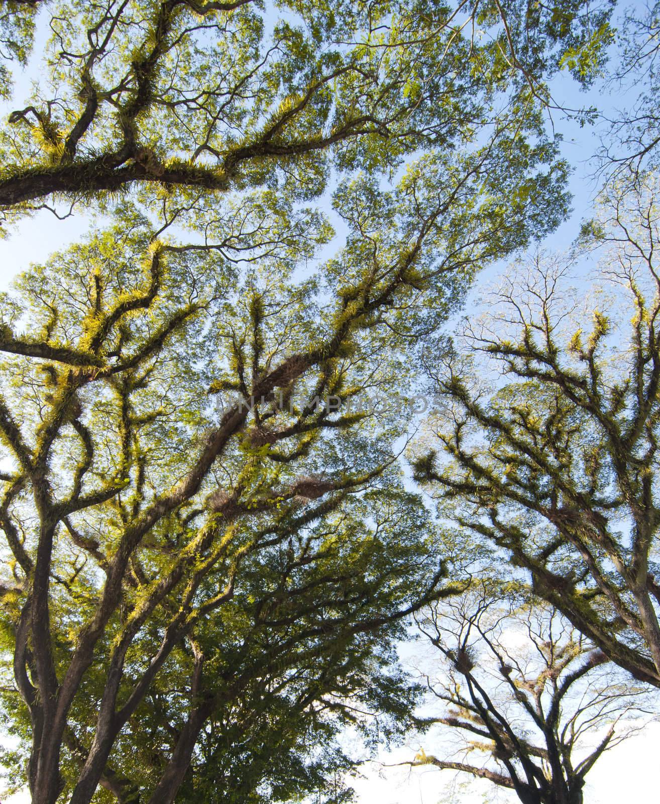 Textures of Bearded Mossman Trees in Queensland, Australia