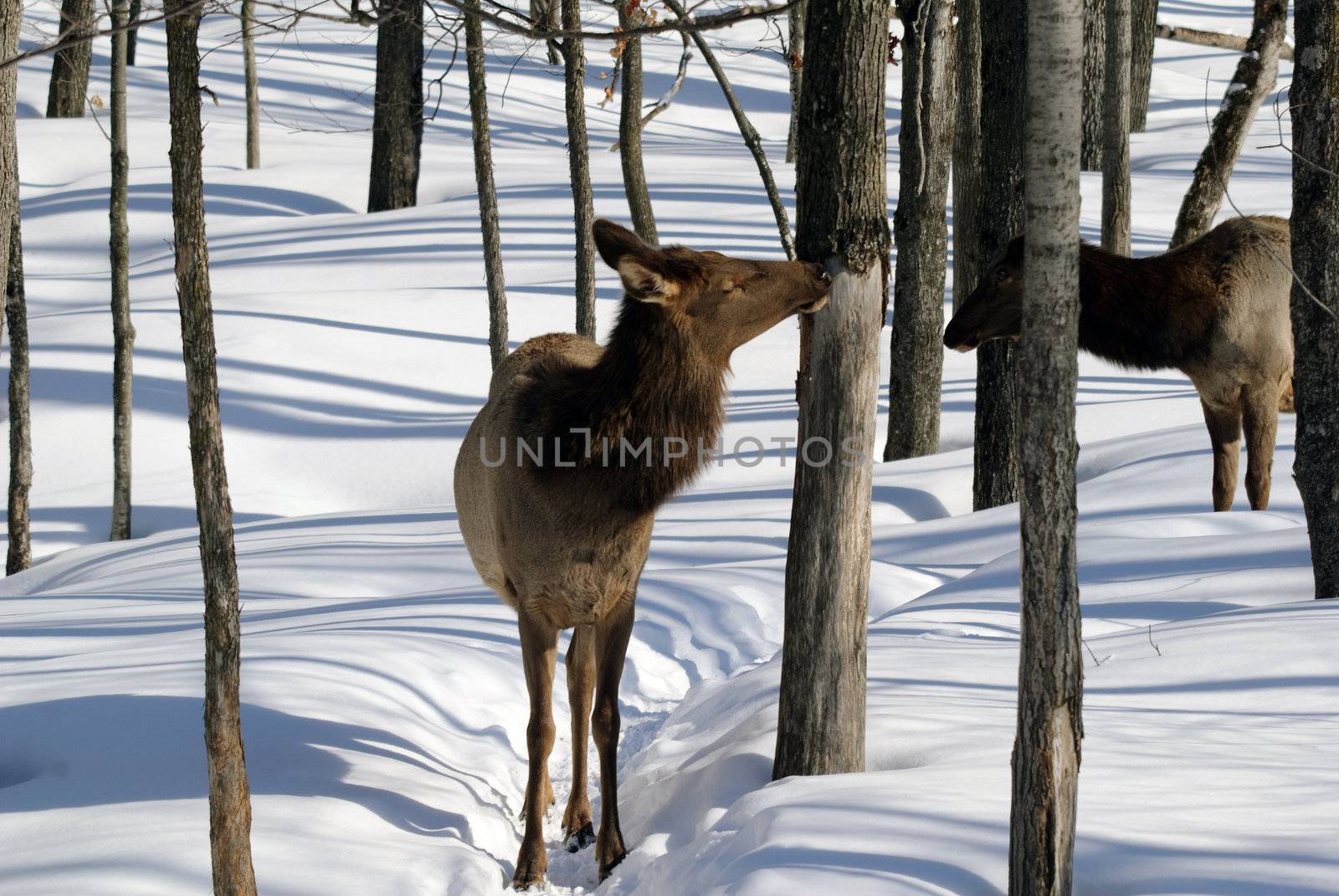 Elk by nialat
