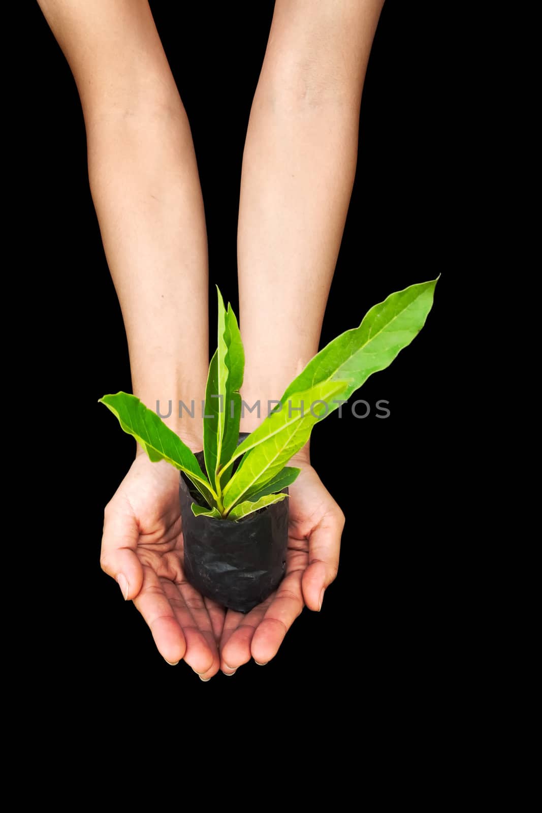 Hand holding plant isolated in black background