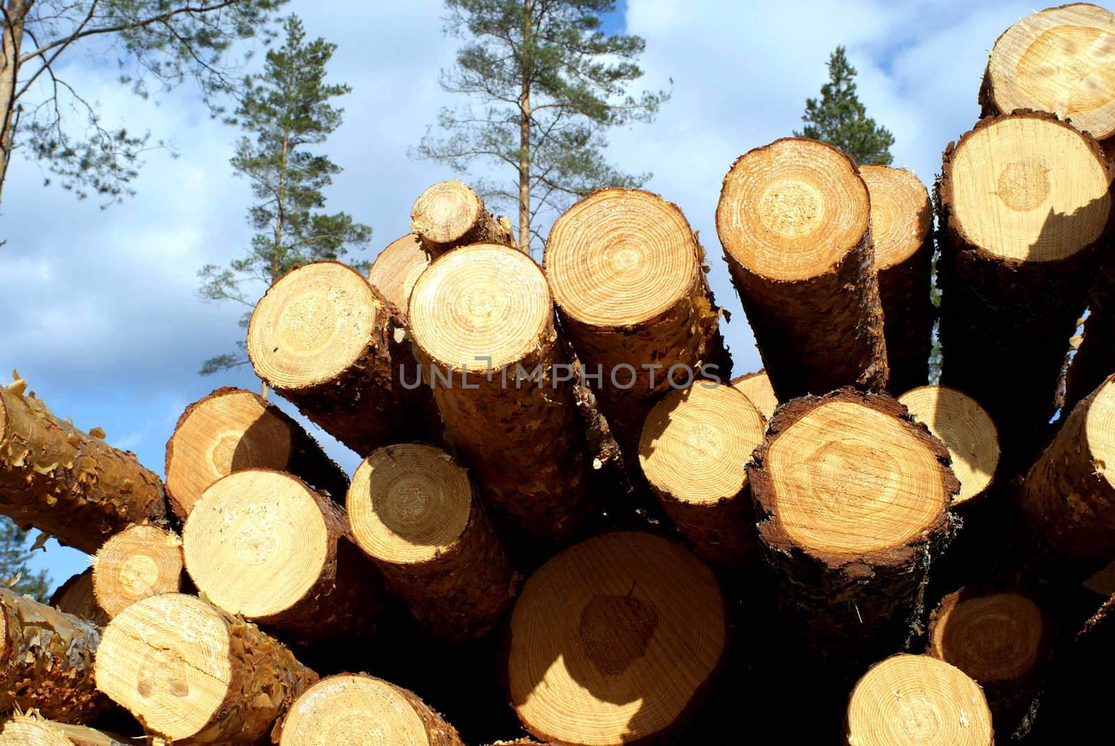 Cut and piled up pine logs at the edge of forest. Photographed in Muurla, Finland in April 2010.