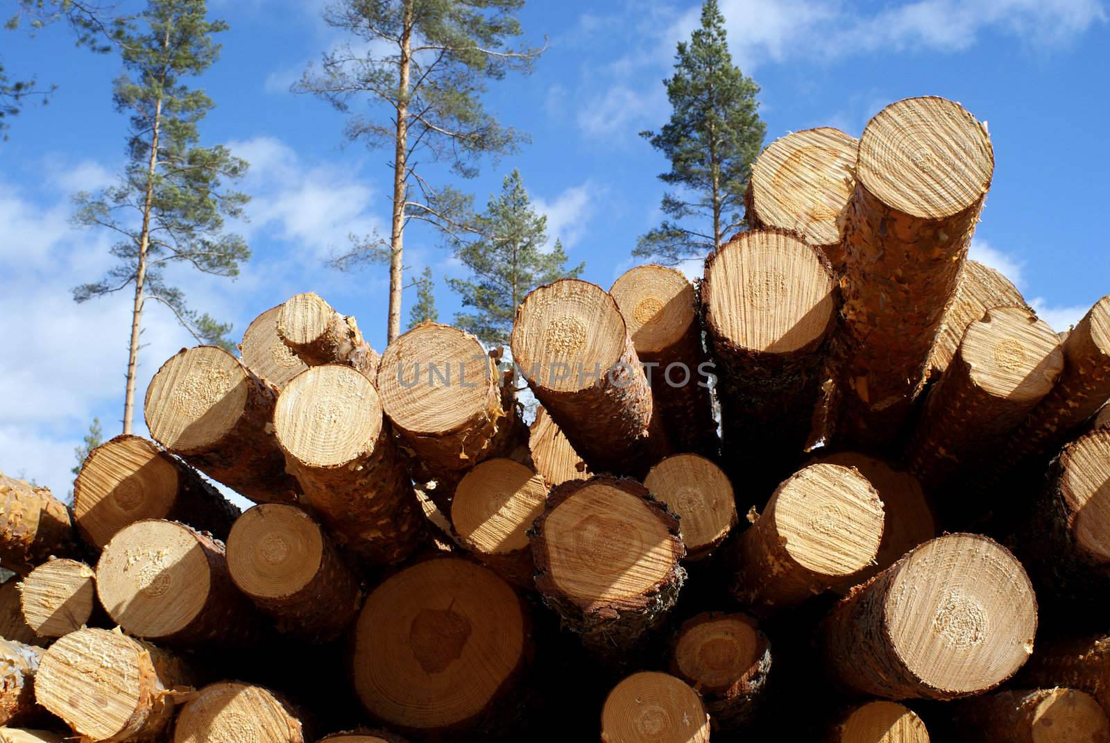 Cut and stacked up pine logs at the edge of pine forest. Photographed in Muurla, Finland in April 2010.