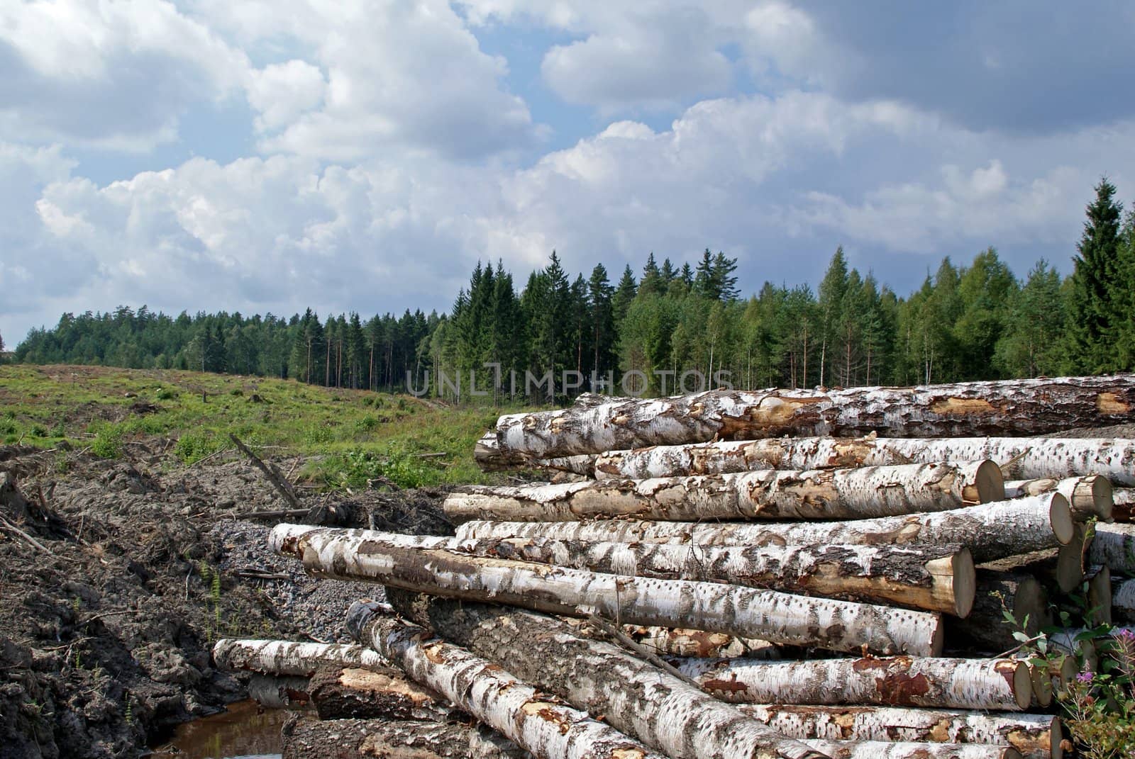 A pile of birch logs at forest clear cut in late summer.