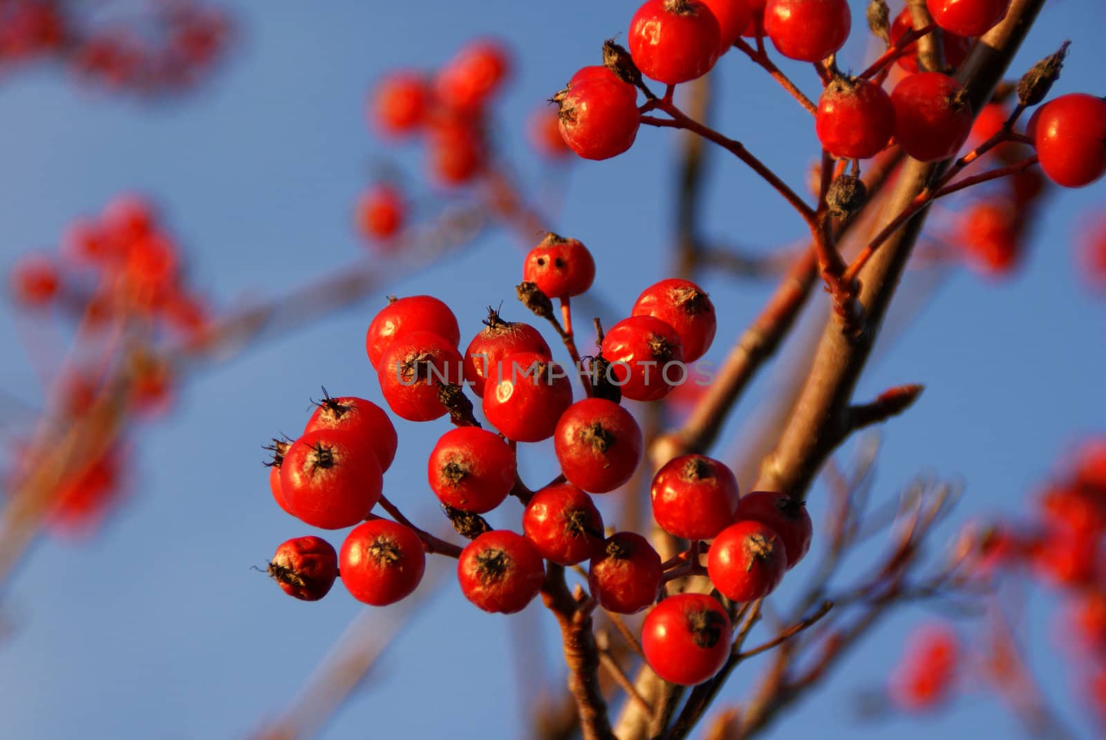 Rowan or Mountain Ash (Sorbus aucuparia) berries against the blue sky in November.