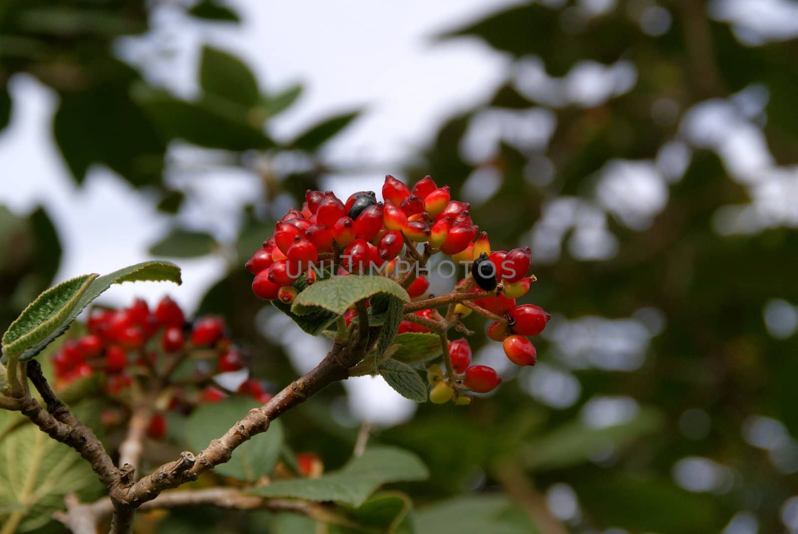 Colorful Viburnum berries with foliage and sky and bokeh background.