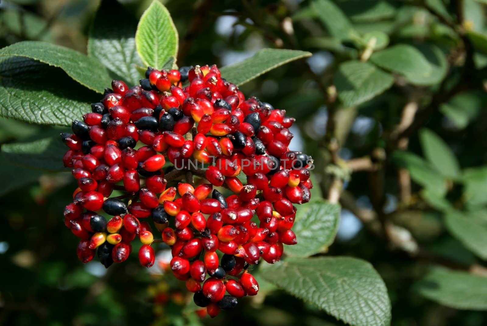 Vibrant Viburnum berries changing color from red to black in autumn. 