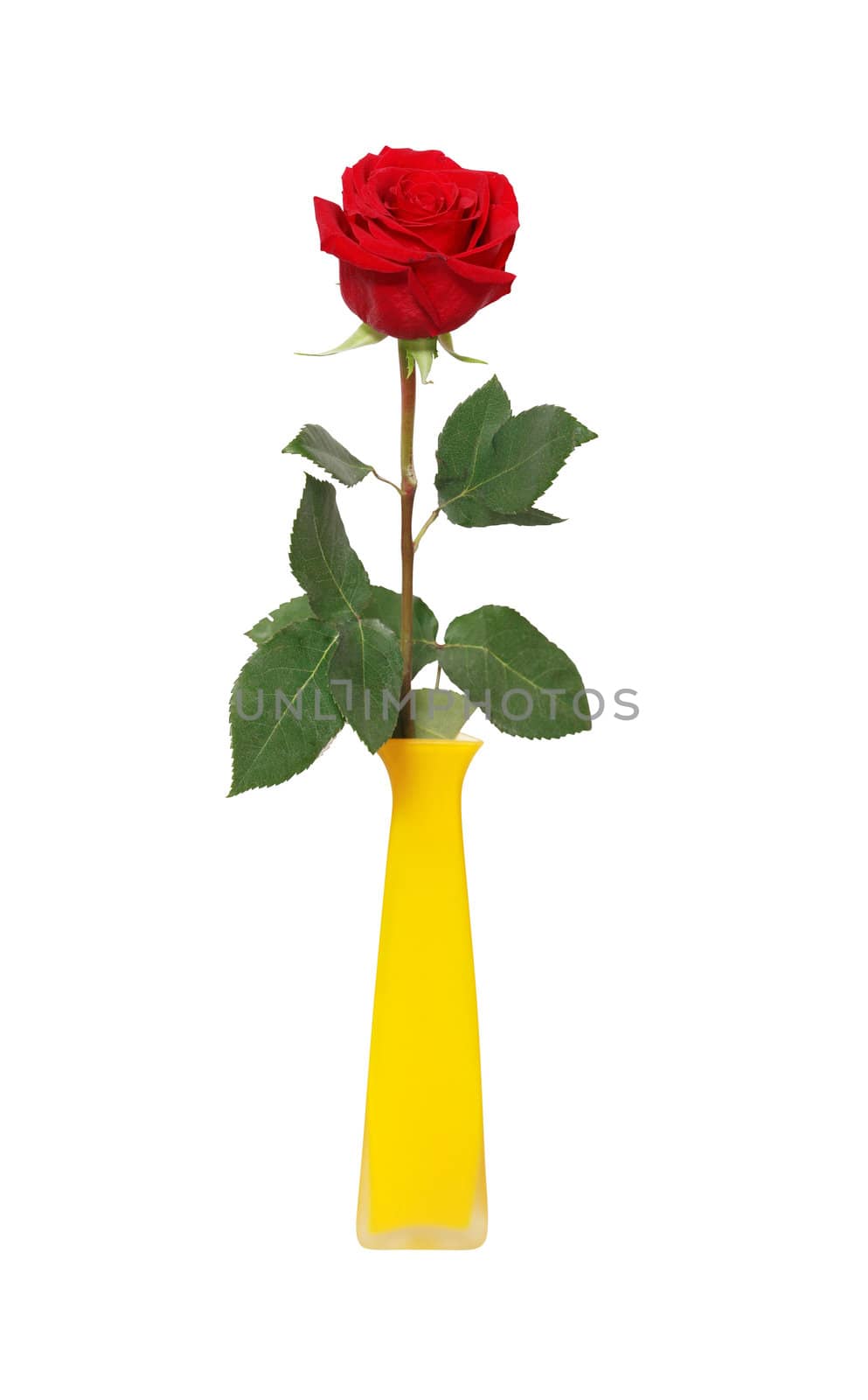 Nice red rose in yellow ceramic vase isolated on white background with clipping path