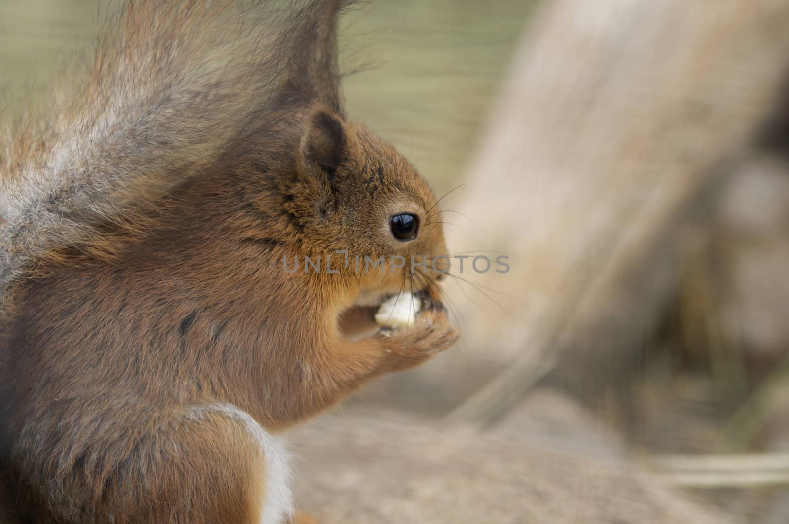 squirrel eating