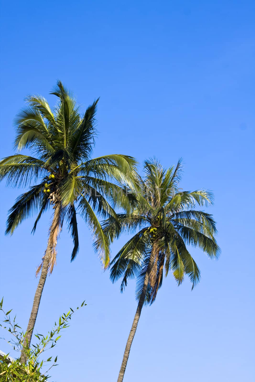 coconut palm and blue sky background for texture