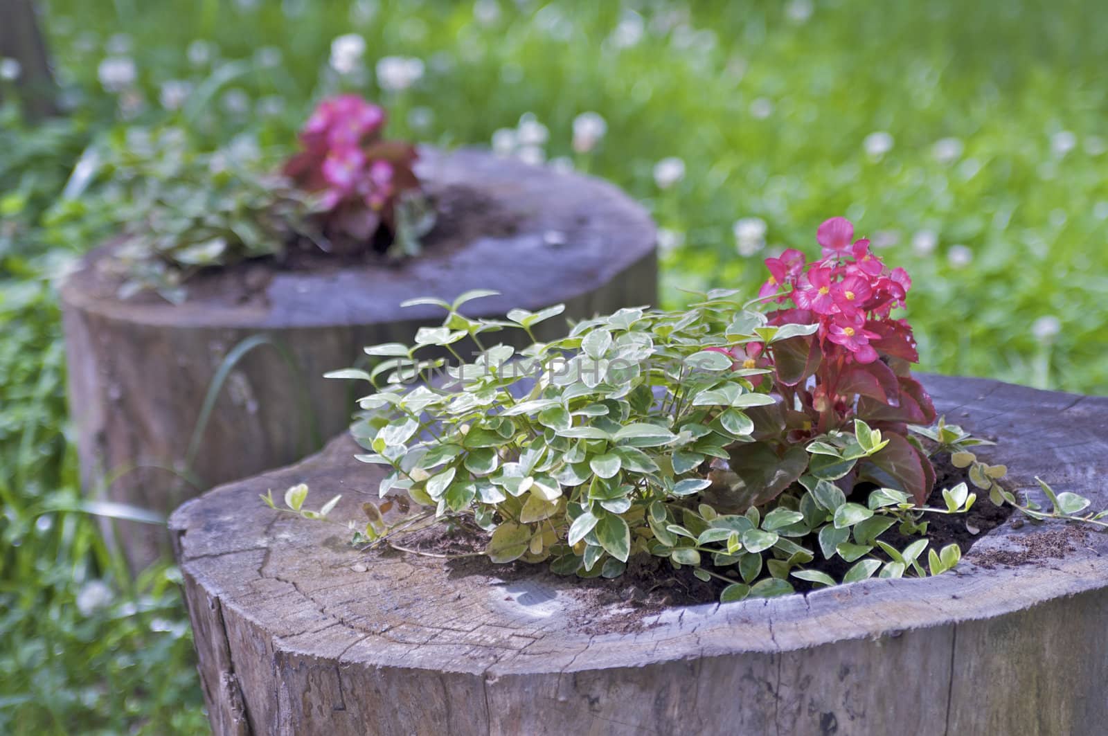 flowers in wooden pots