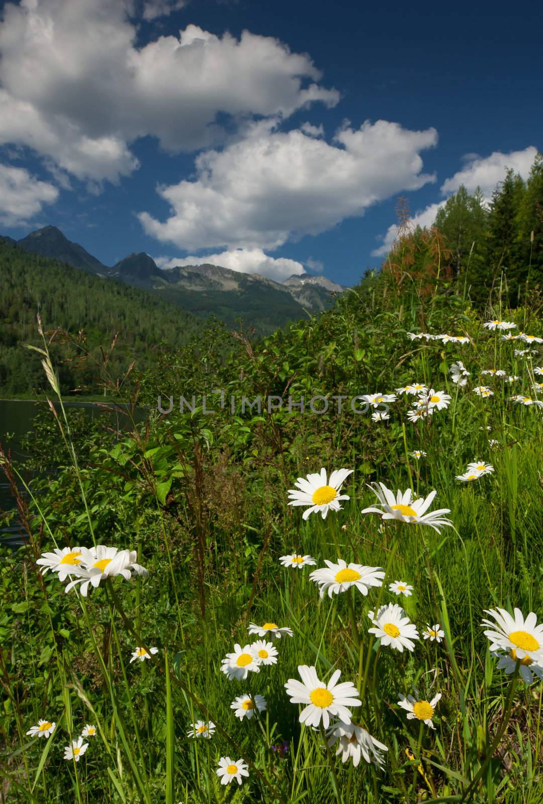 a white flower field and mou ntain landscape