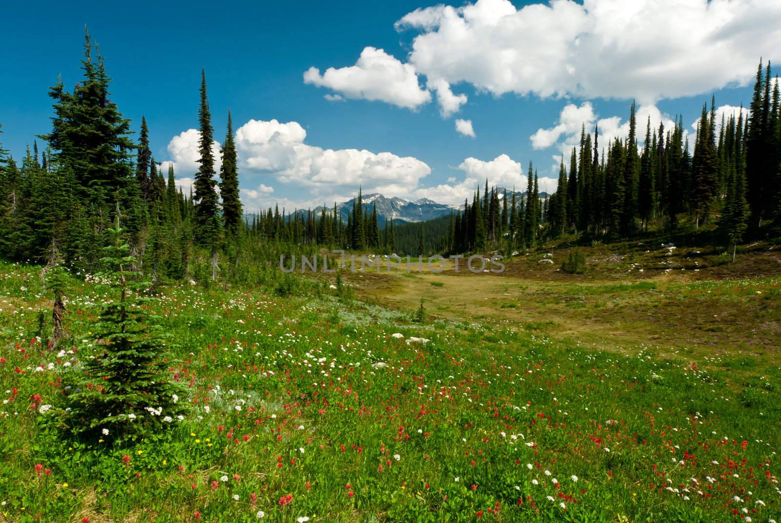 a flower field in revelstoke park in bc canada