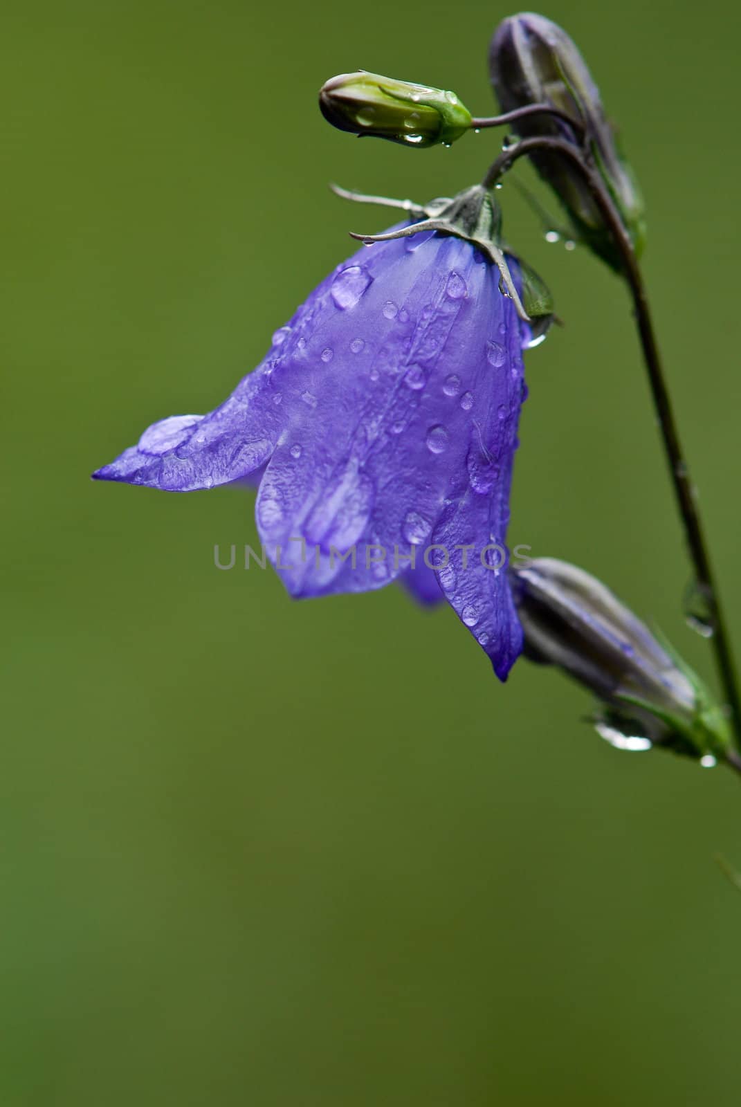 beautiful wet purple flower