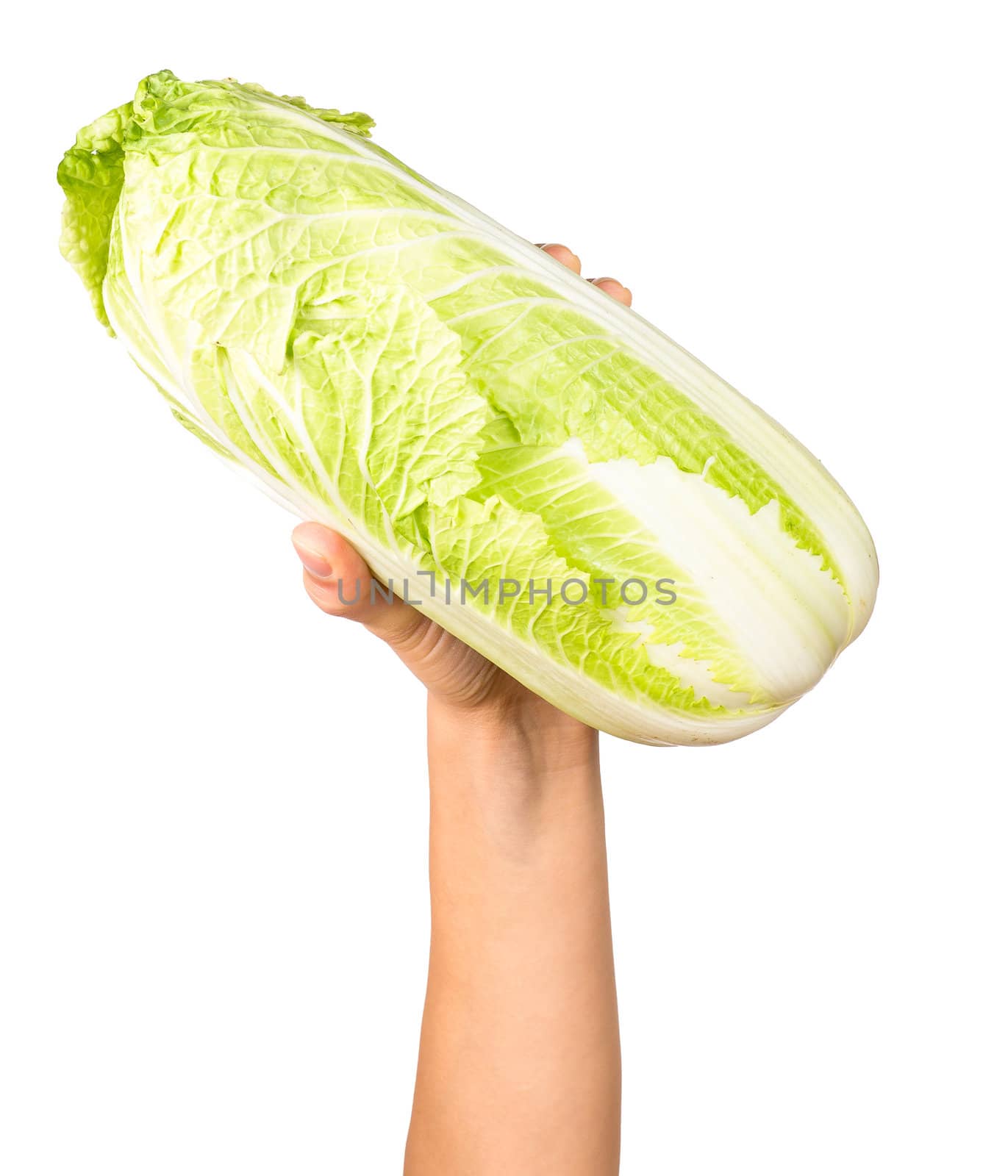 Hand holding napa cabbage isolated on a white background