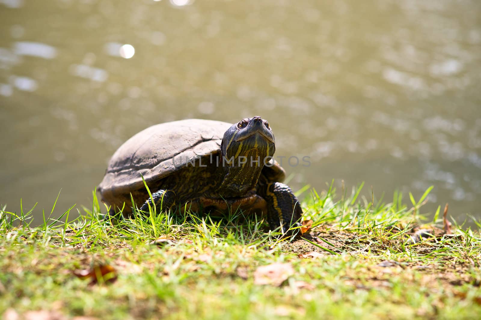Wild tortoise on the green grass, close-up